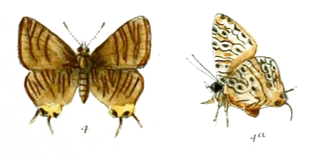 Aphnaeus minima