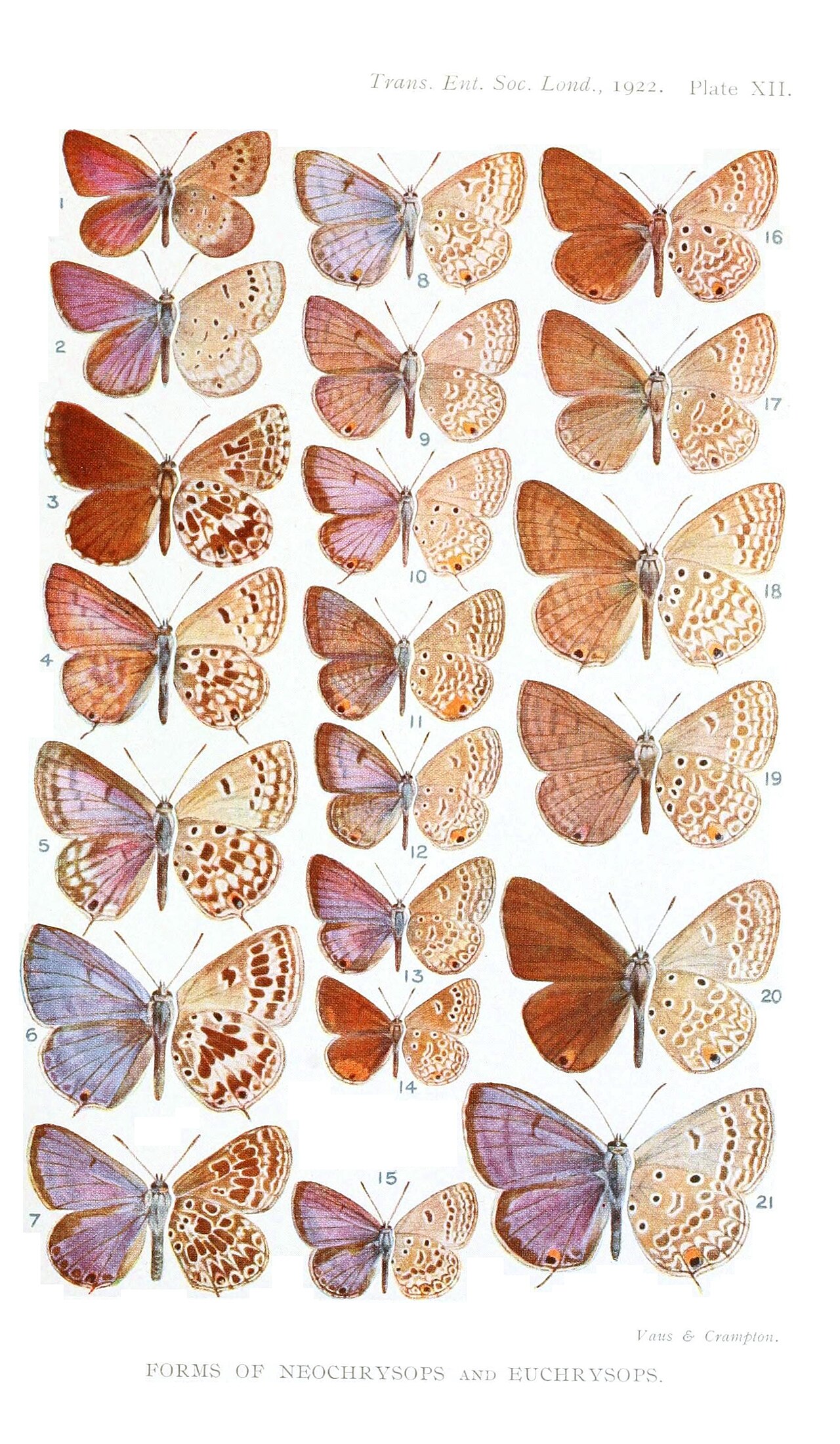 Lepidochrysops cinerea