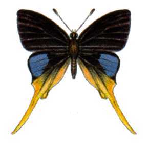 金尾灰蝶（Bindahara phocides）
