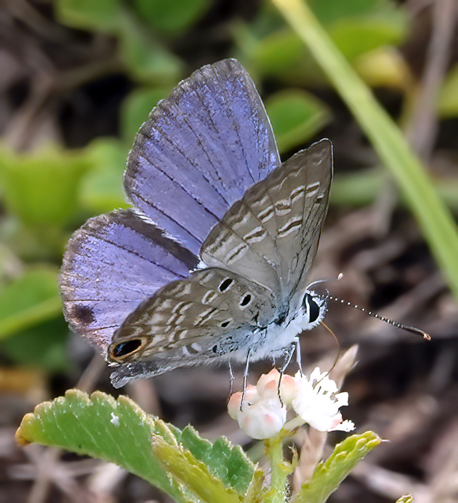 Hemiargus ceraunus