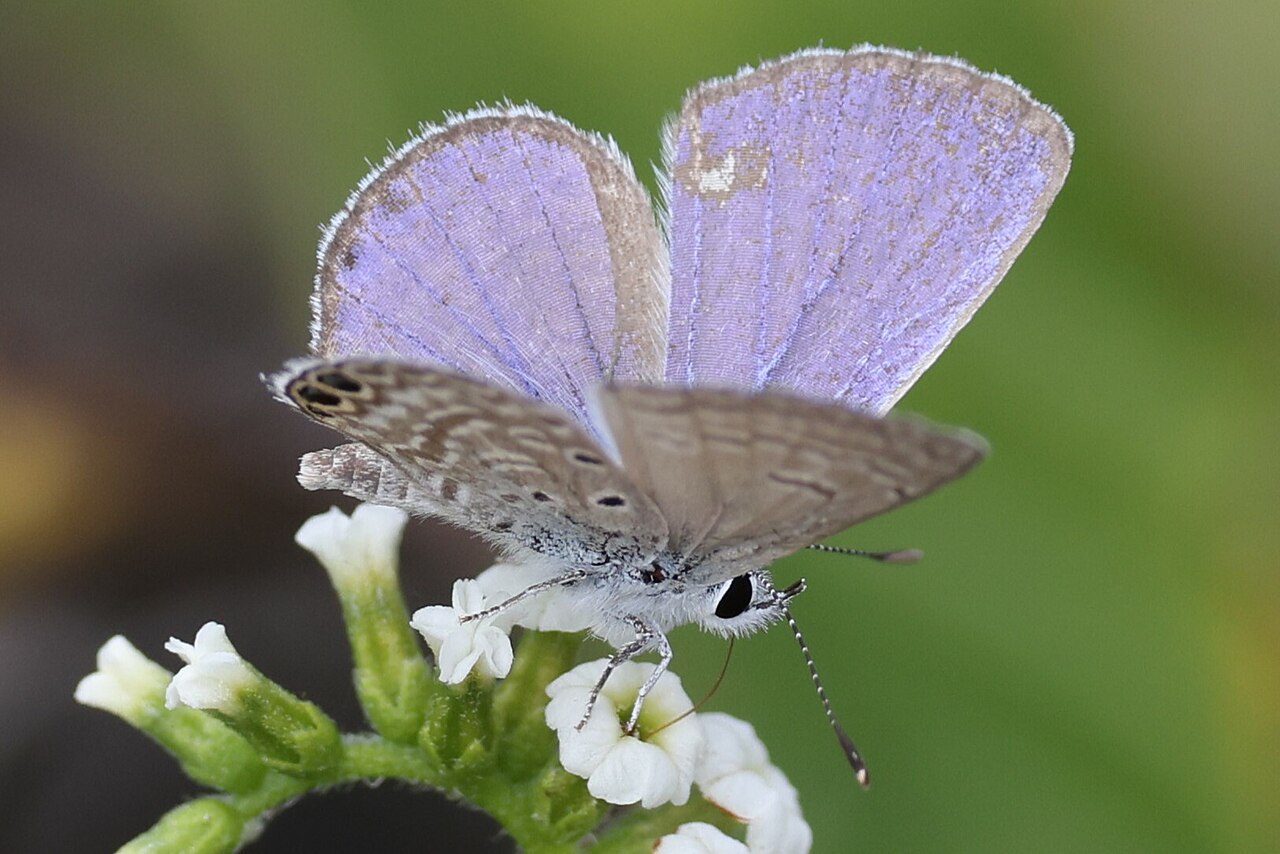 Hemiargus ramon