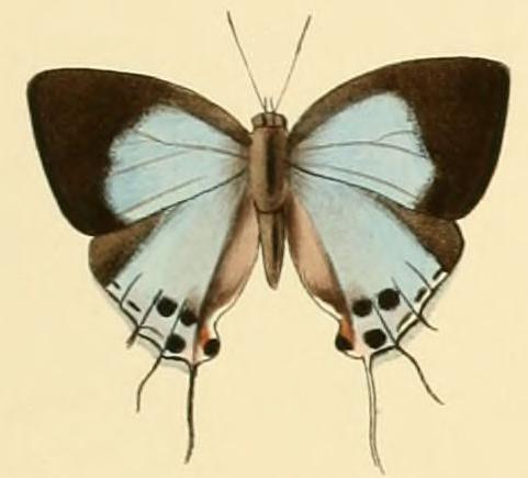 Argiolaus belli