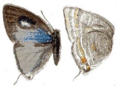 Argiolaus hollandi