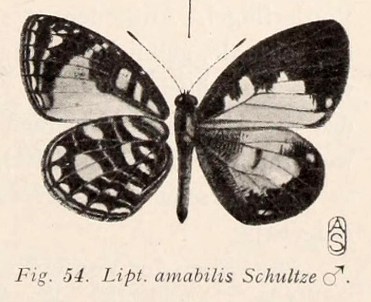 Liptena amabilis