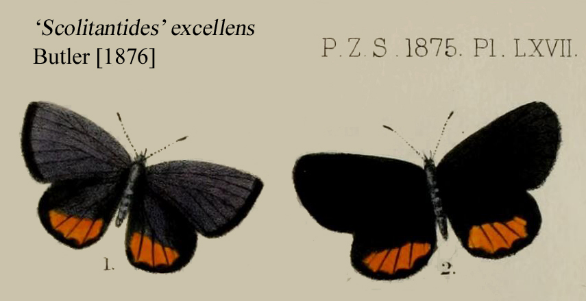 Scolitantides excellens