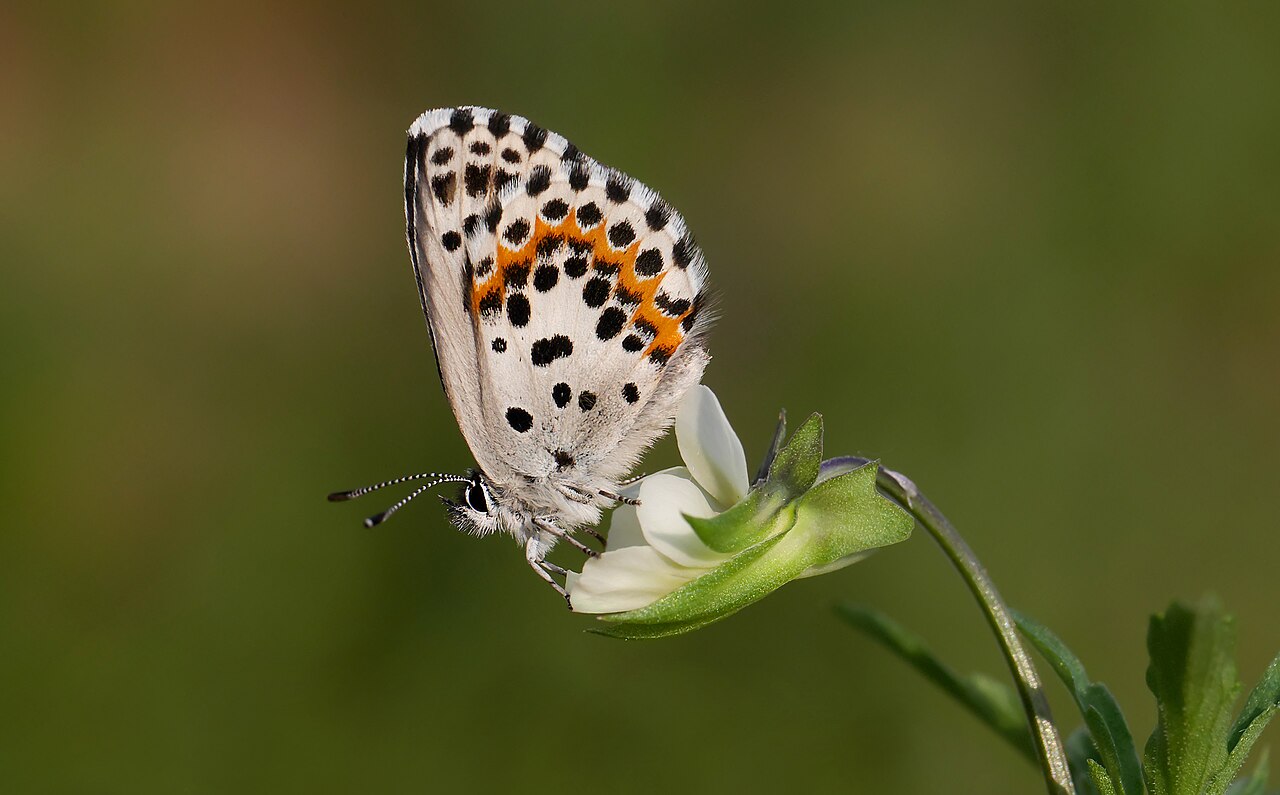 珞灰蝶（Scolitantides orion）