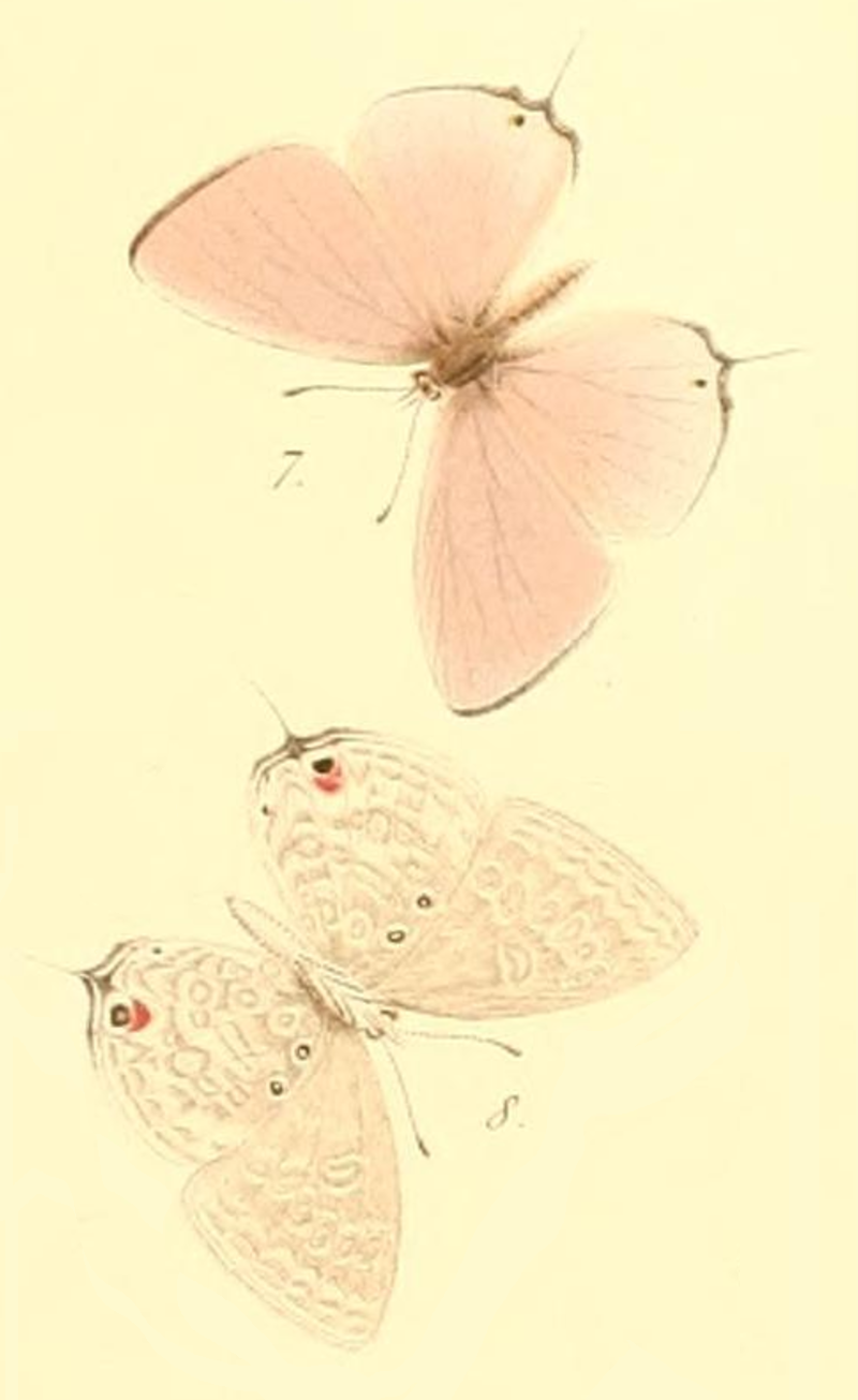 Rysops scintilla