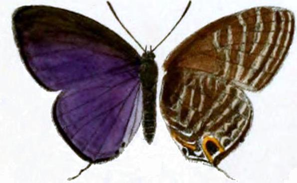Jamides lugine