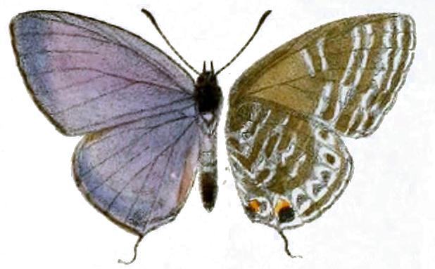 Jamides cyta