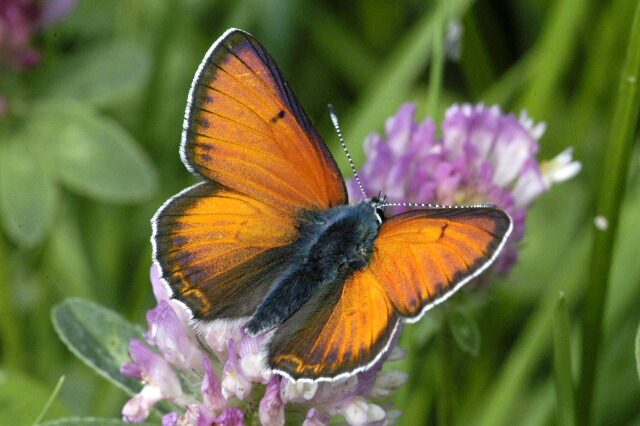 Palaeochrysophanus hippothoe