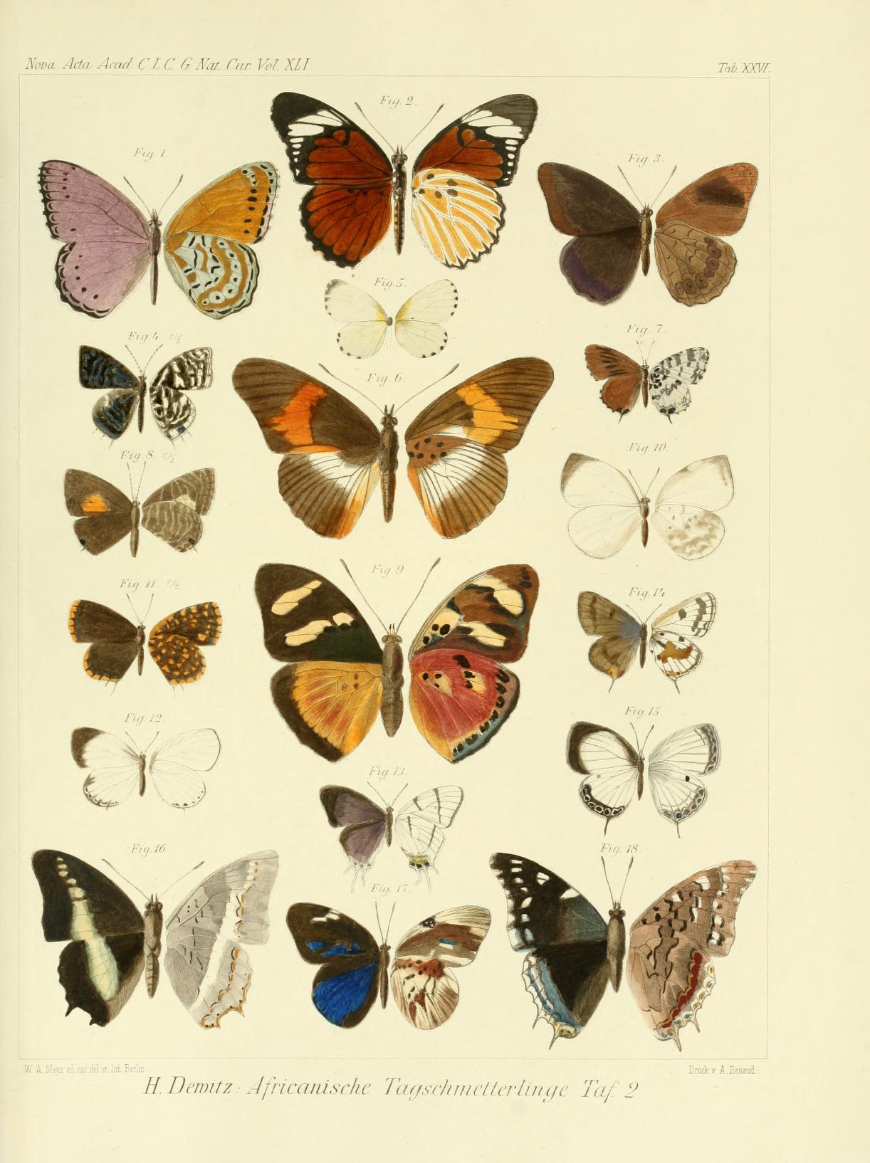 Oboronia punctatus