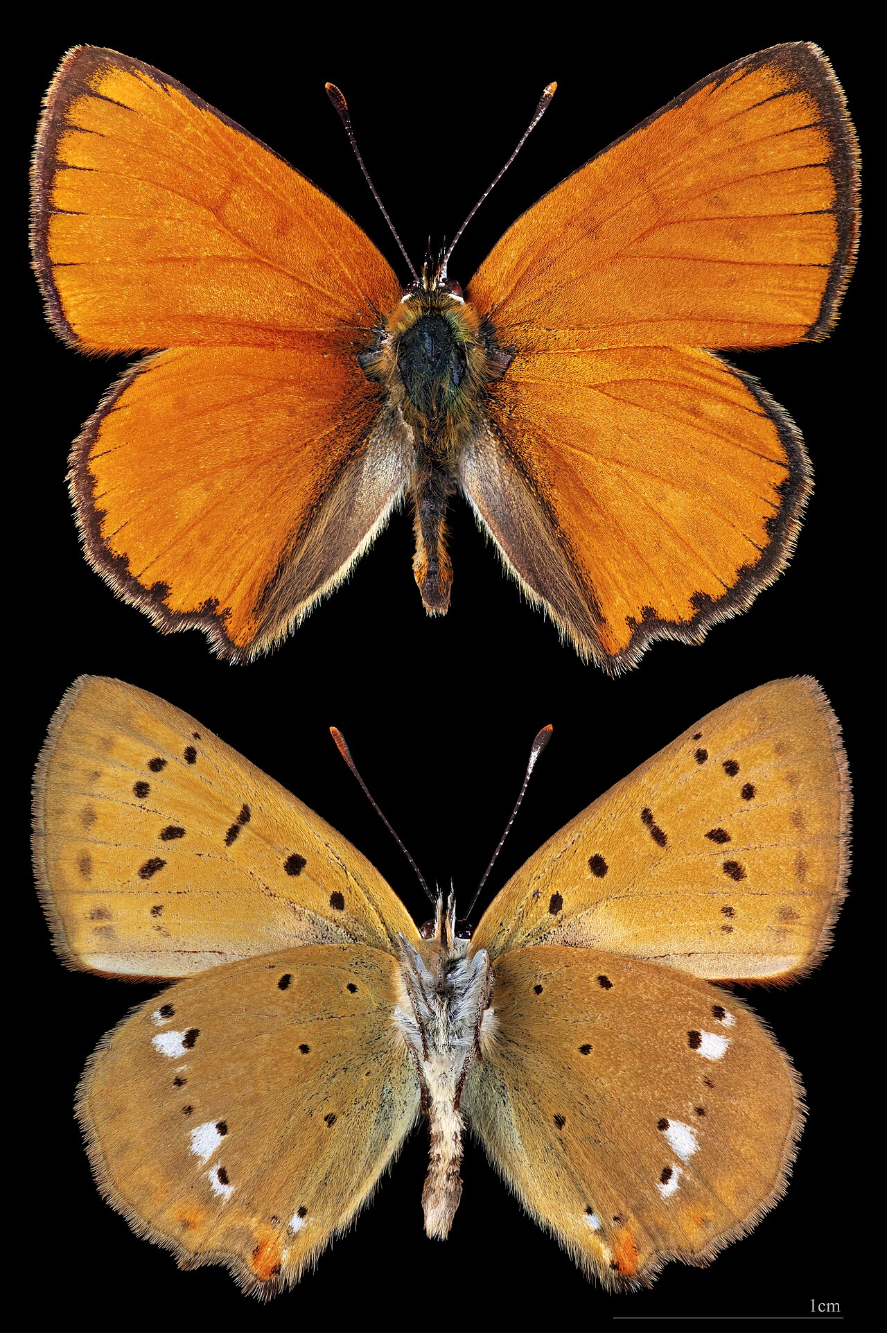 Lycaena virgaureae