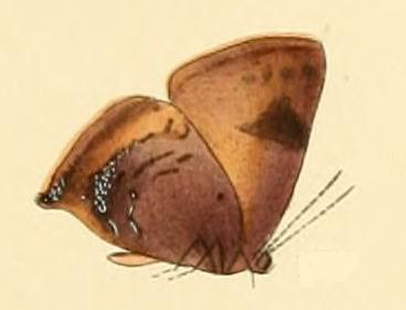 Thecla dinus
