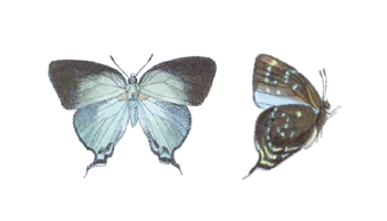 Thecla theocritus