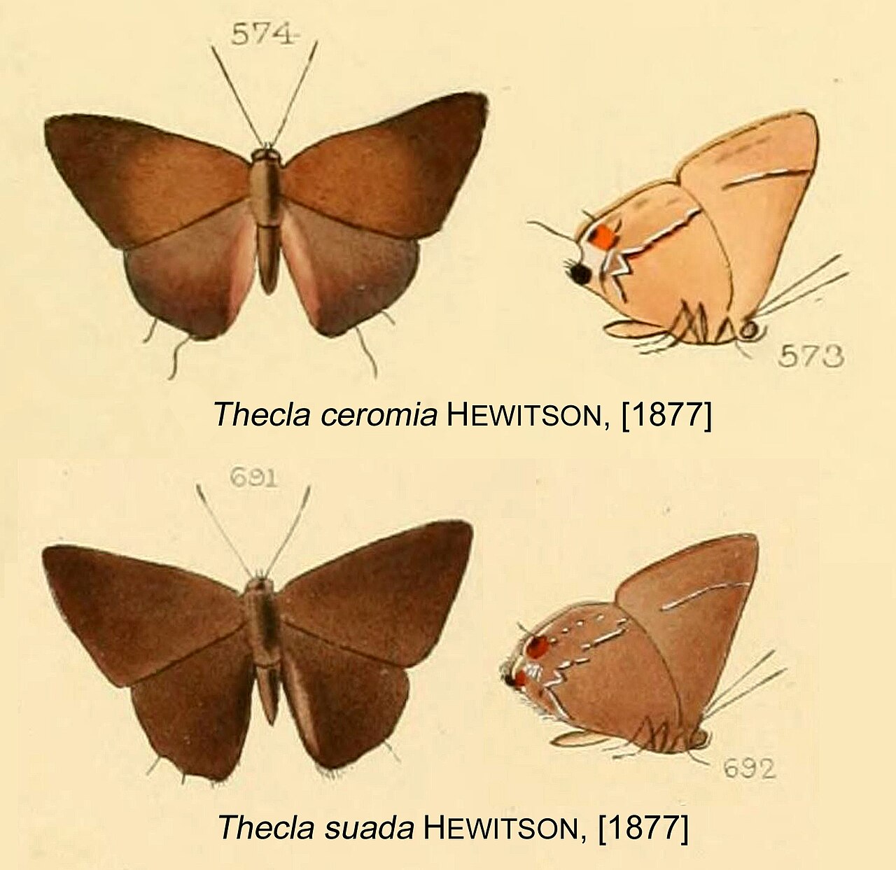 Thecla ceromia