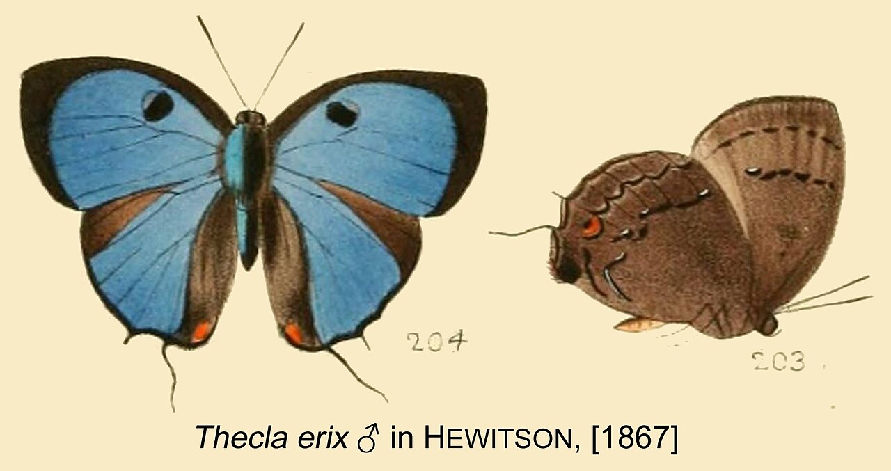 Thecla erix