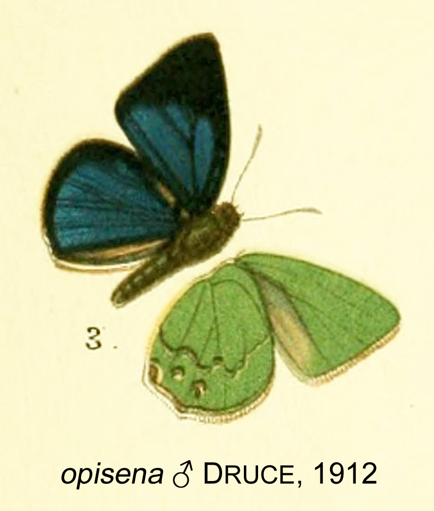 Thecla opisena