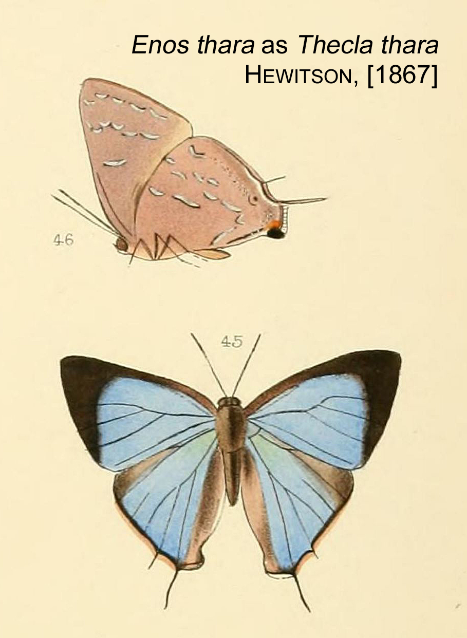 Thecla thara