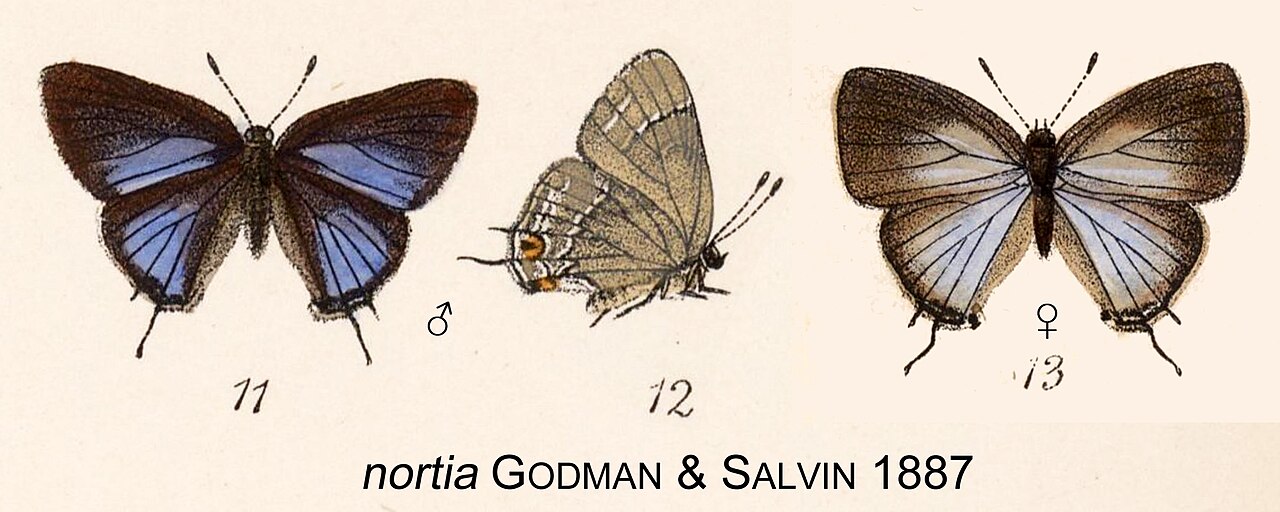 Thecla nortia