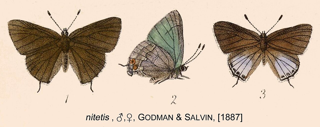 Thecla nitetis