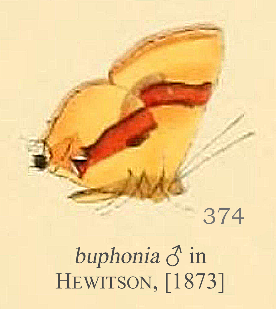 Thecla buphonia