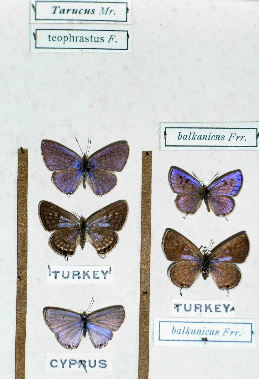 Tarucus theophrastus