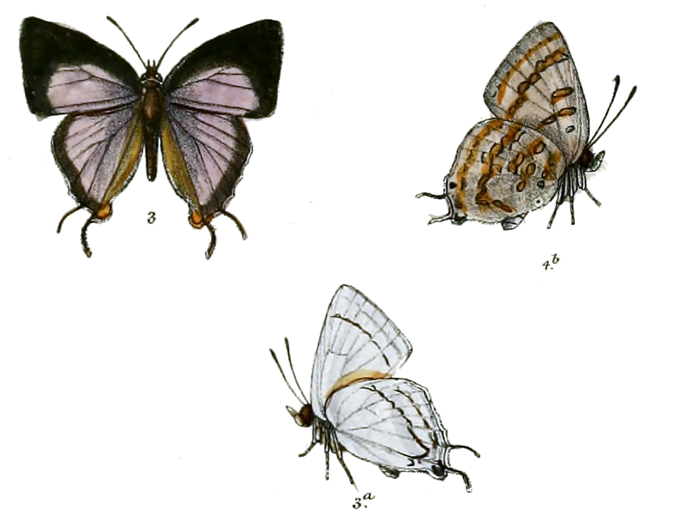 Maneca bhotea