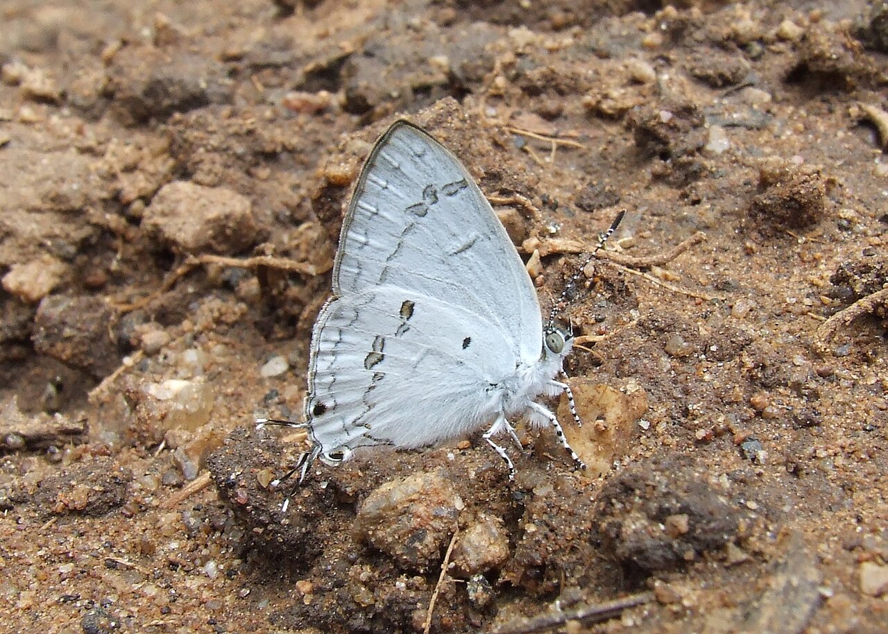 Chliaria nilgirica