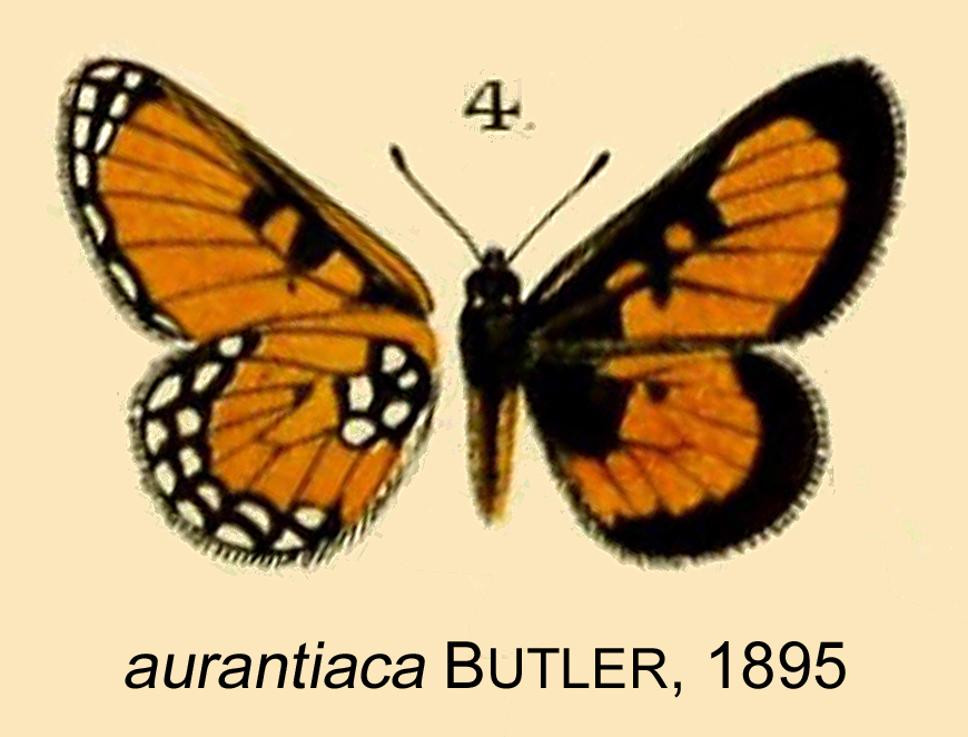 Alaena aurantiaca