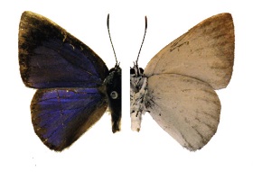 Philiris apicalis