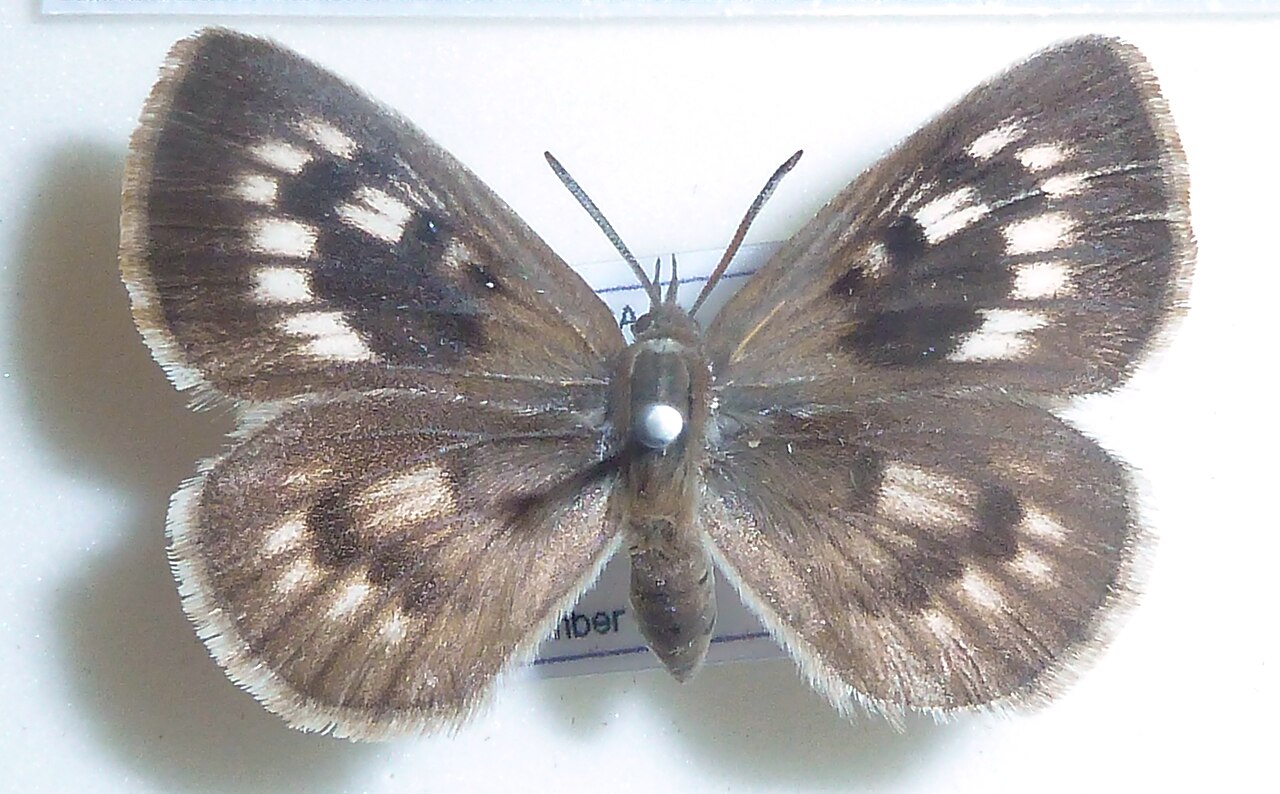 Thestor basutus