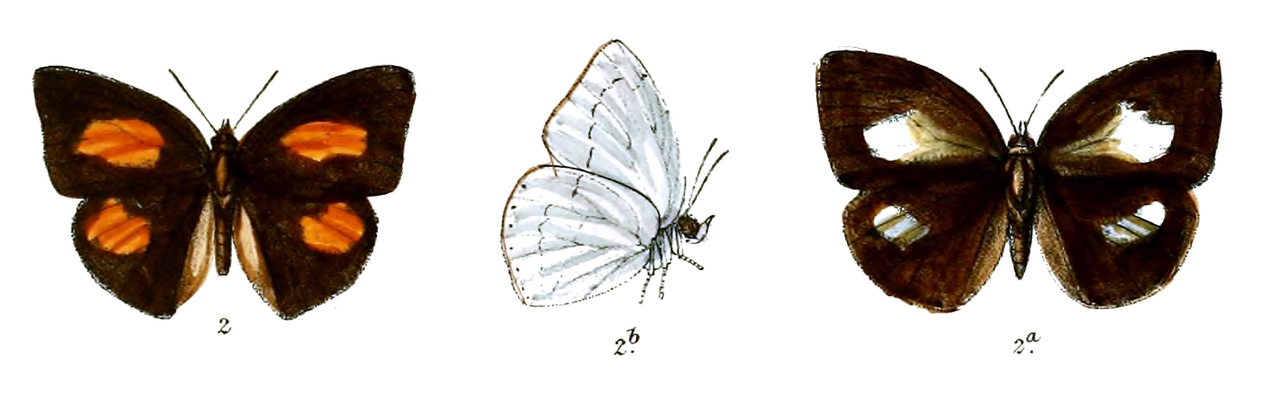 Curetis stigmata