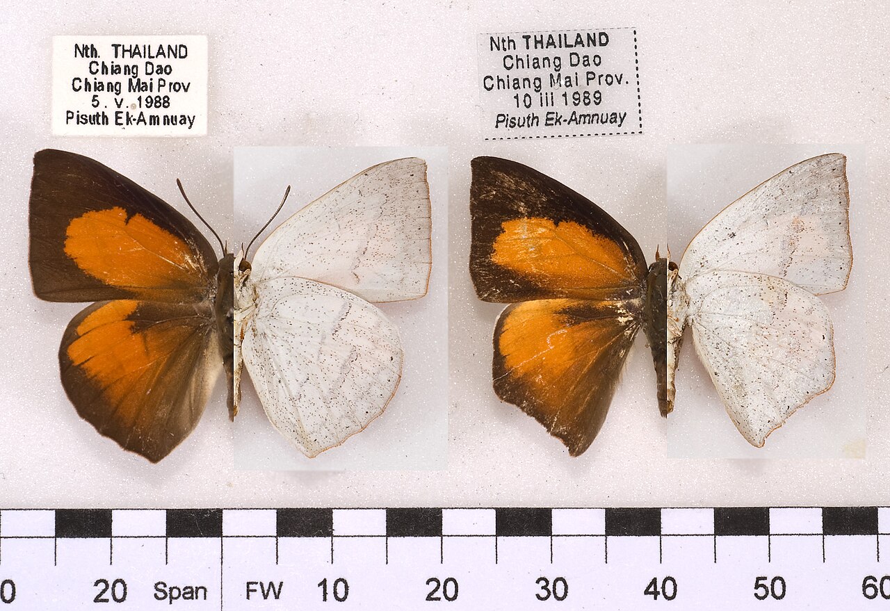 Curetis dentata