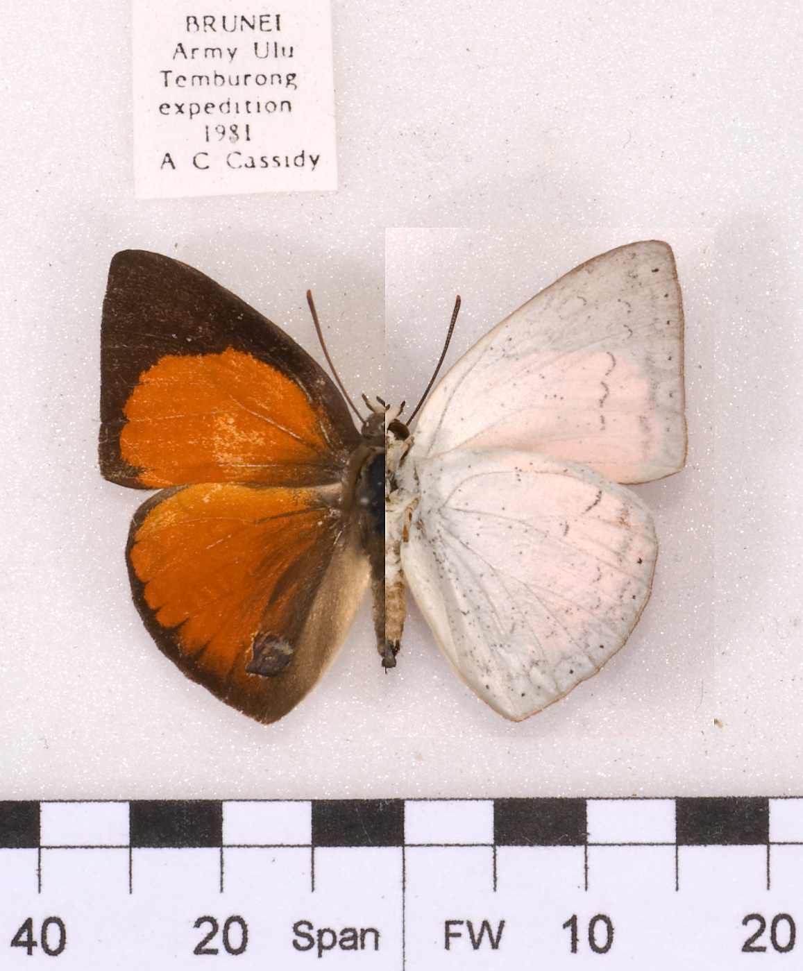 Curetis felderi