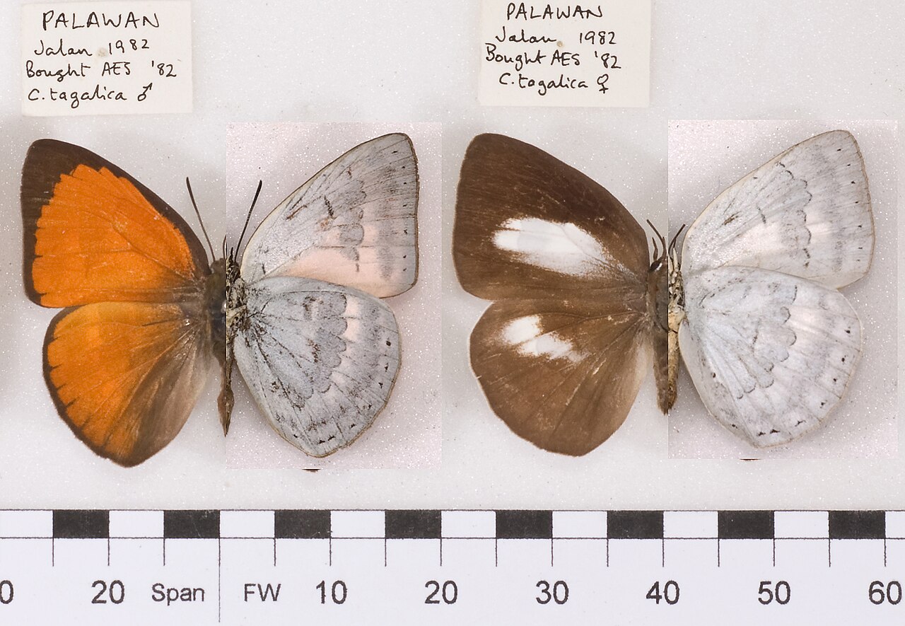Curetis tagalica