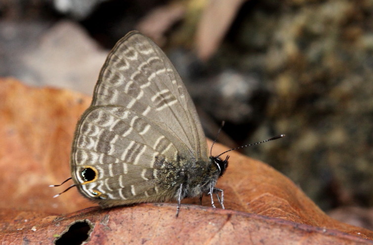 Nacaduba hermus（贺娜灰蝶）