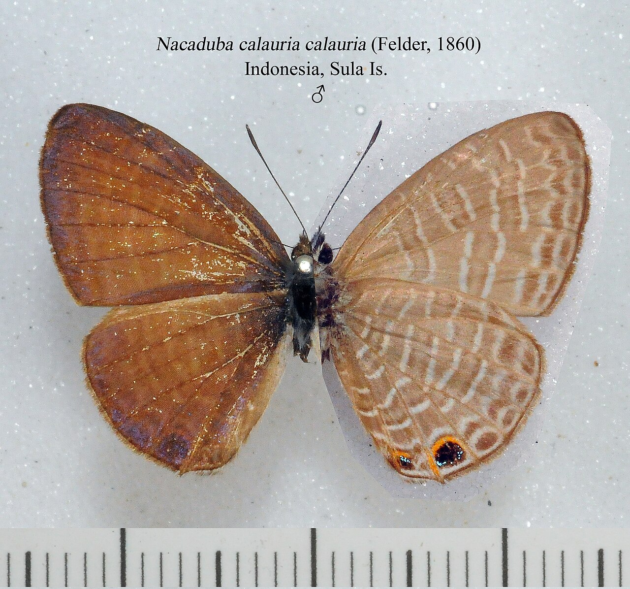 Nacaduba calauria