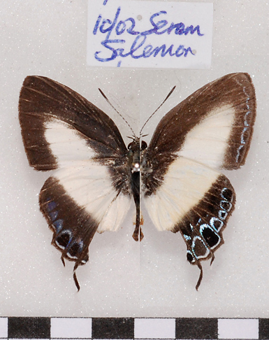 Hypolycaena danisoides