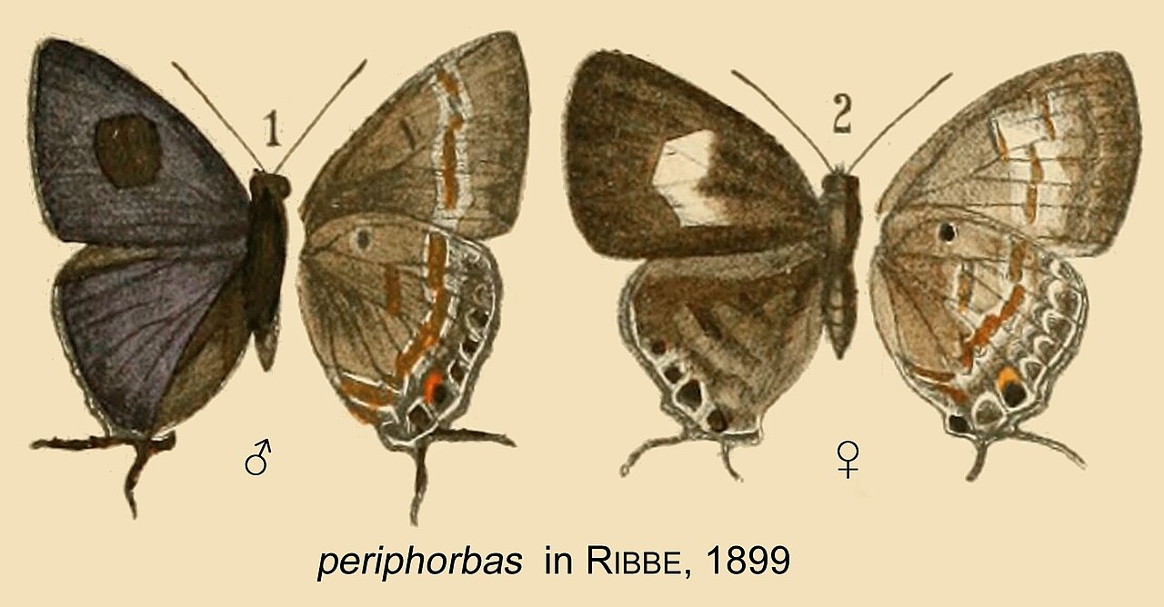 Hypolycaena periphorbas