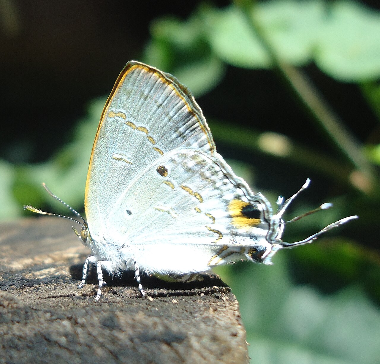 Hypolycaena sipylus
