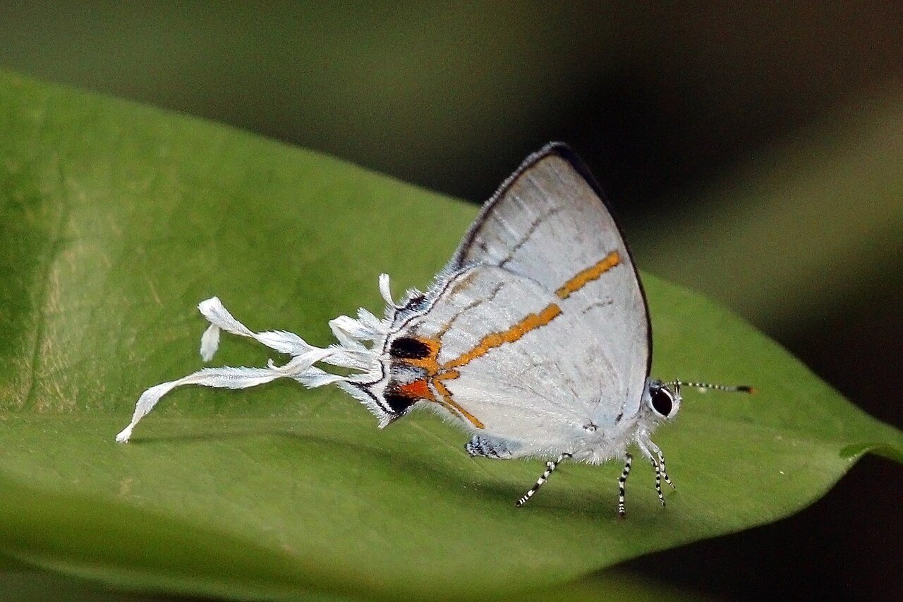 Hypolycaena lebona