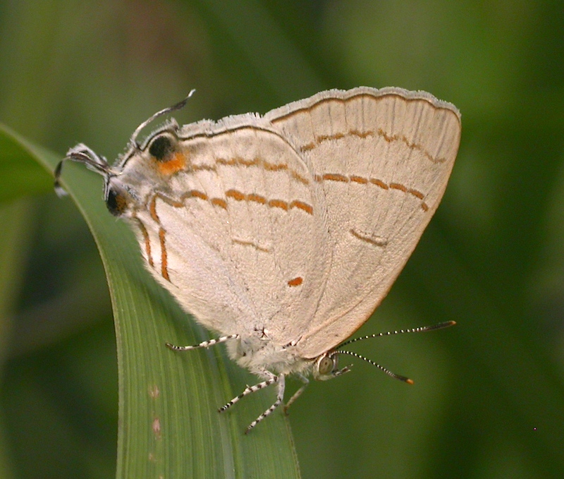 Hypolycaena philippus