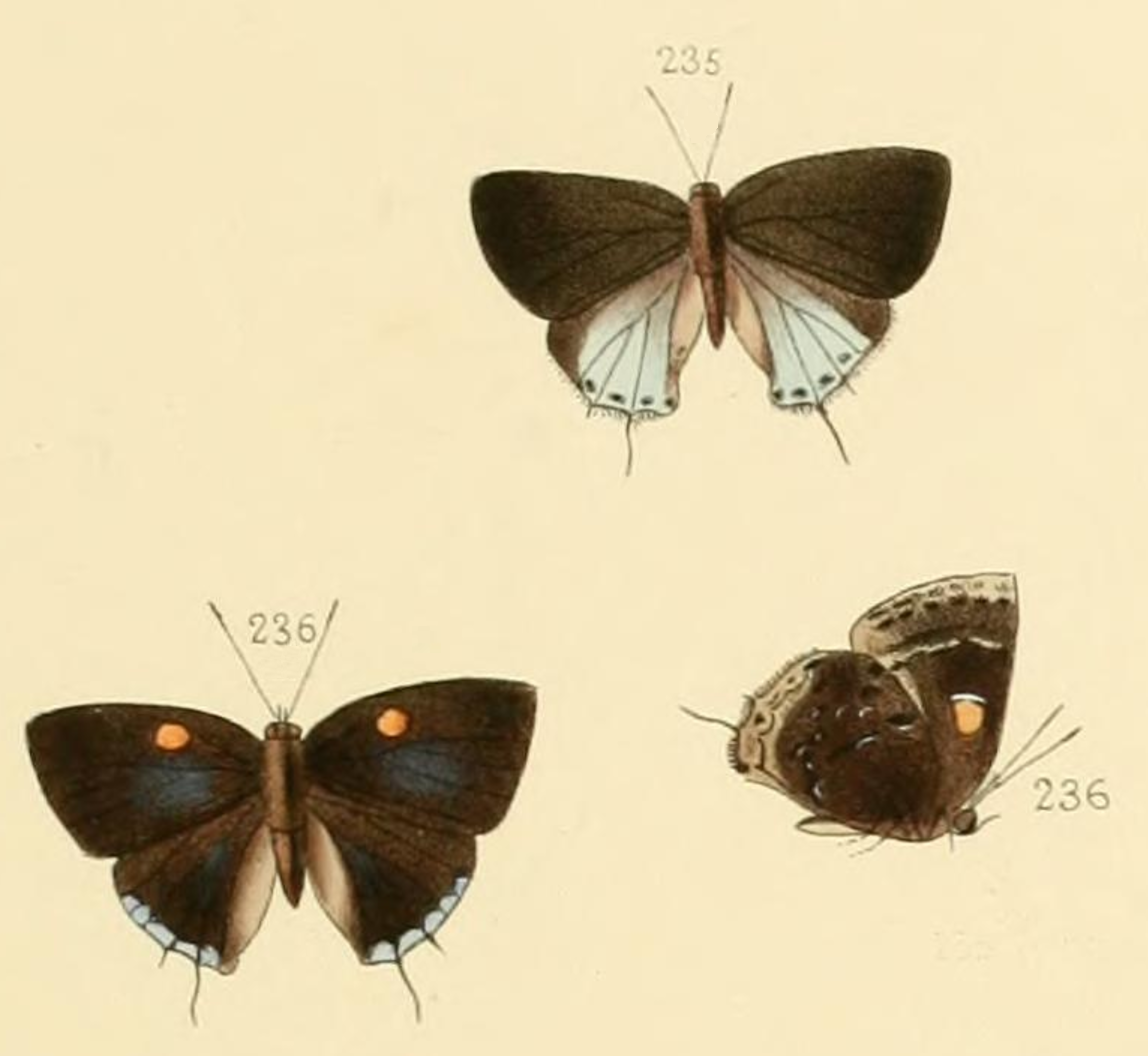 Ocaria ocrisia