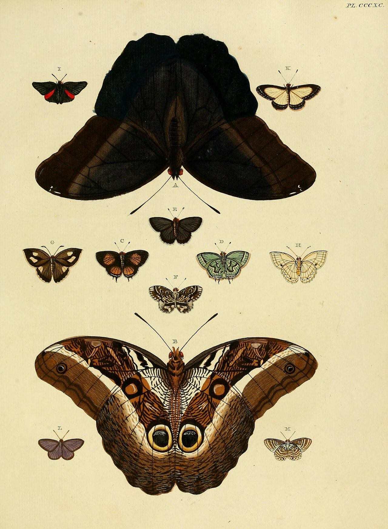 Cacyreus palemon