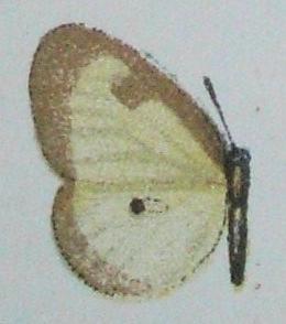 Ornipholidotos camerunensis