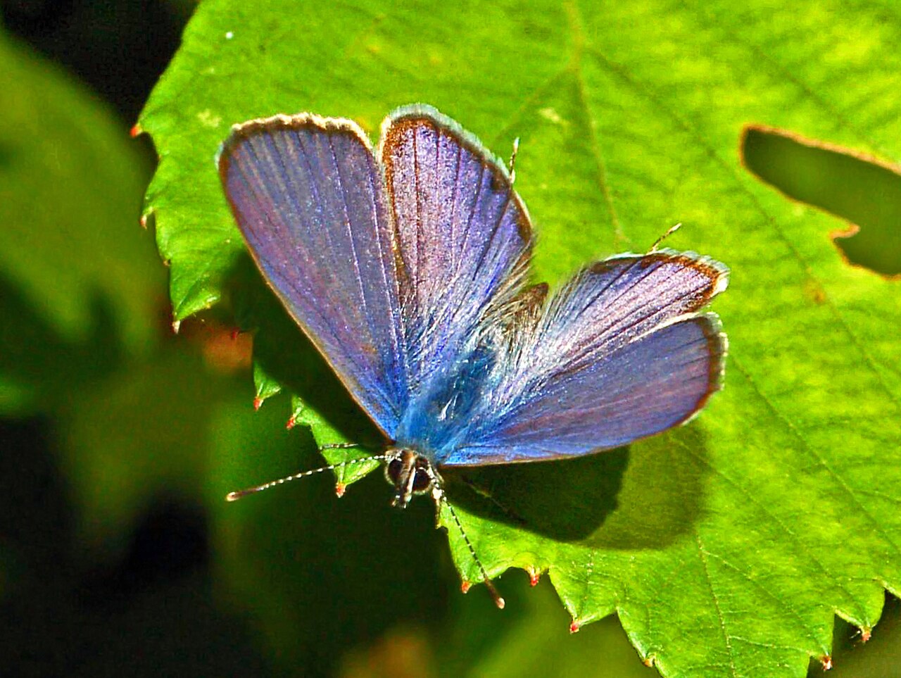 Leptotes pirithous