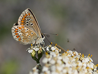Aricia montensis