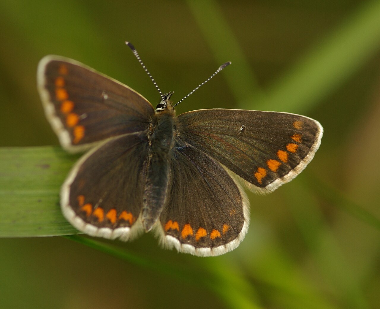 Aricia artaxerxes