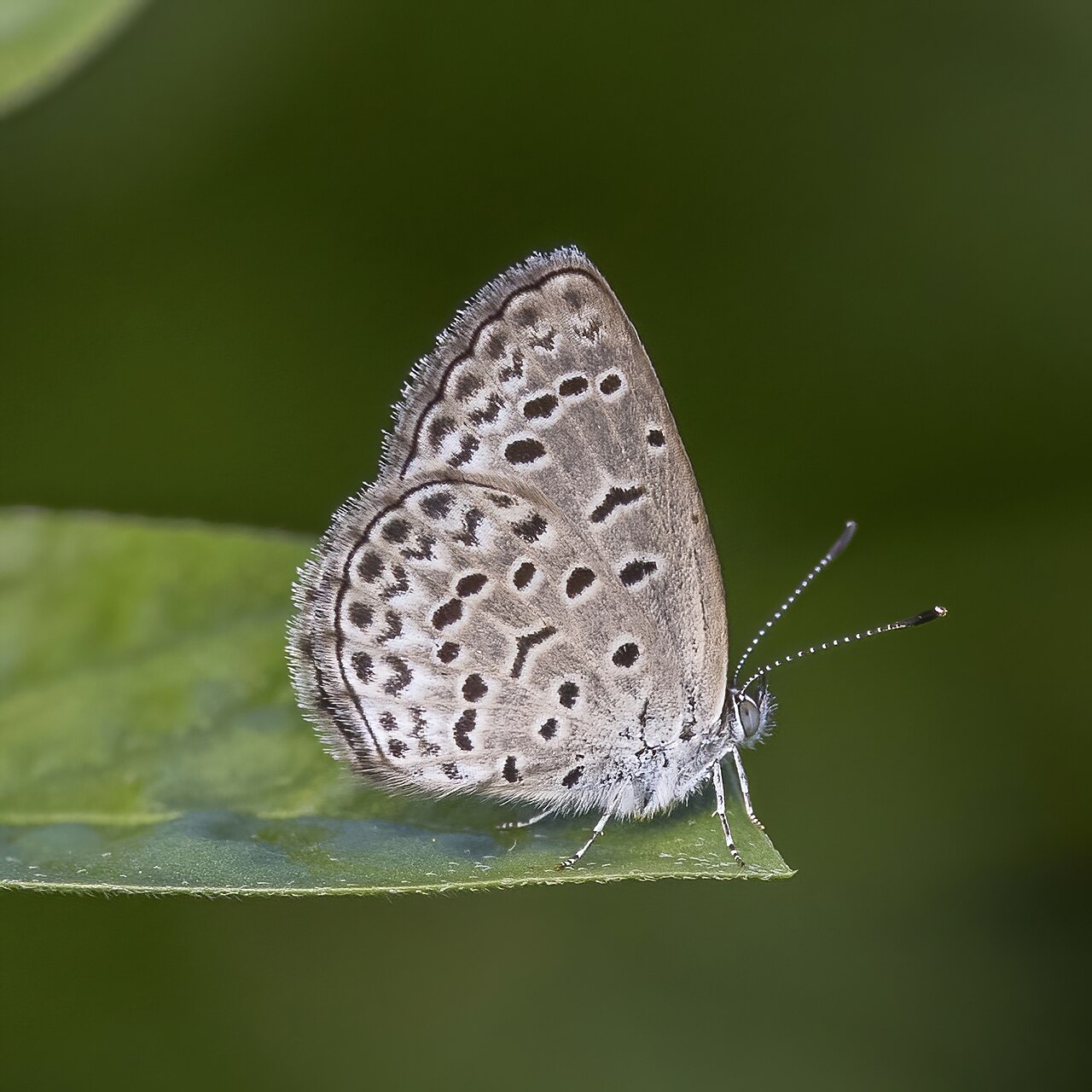 Zizeeria knysna