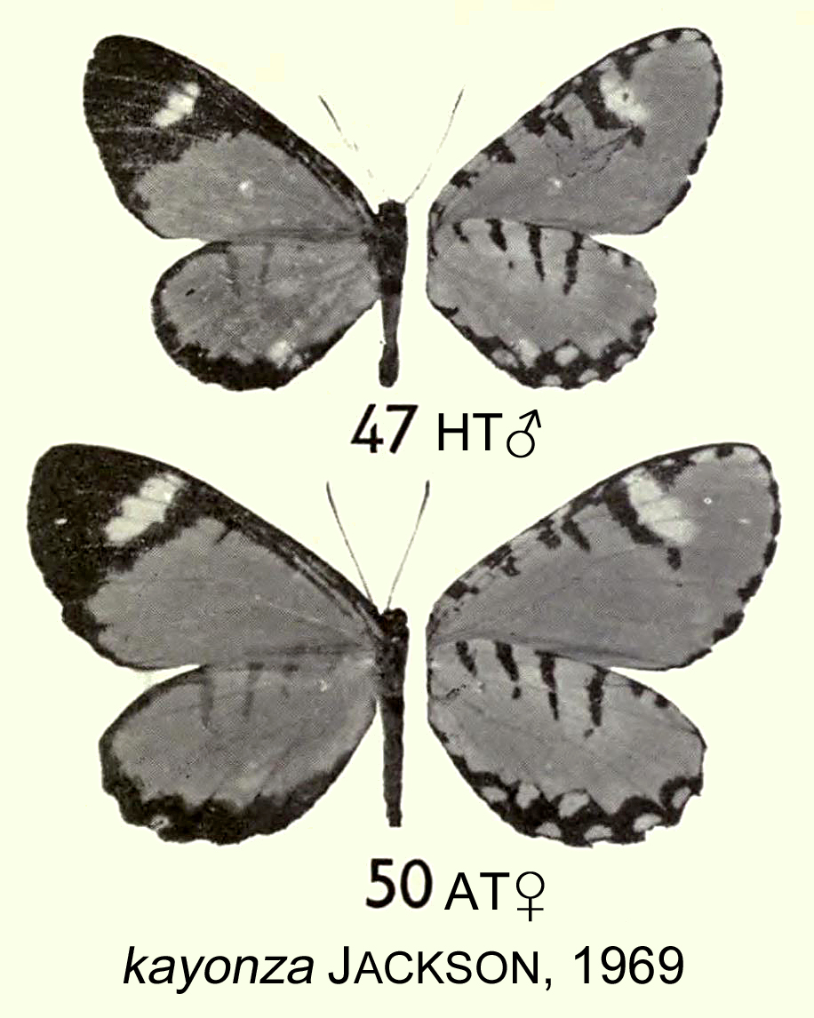 Telipna kayonza
